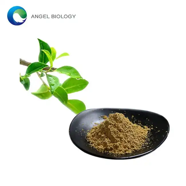 Green Tea Extract Powder Applications in Health Products